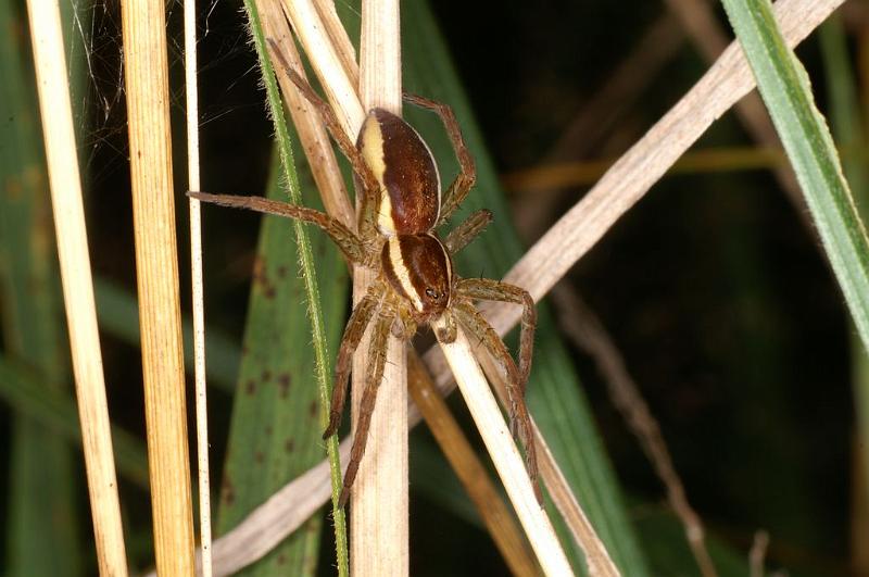 Dolomedes_fimbriatus_D8308_Z_91_Les Gris_Frankrijk.jpg